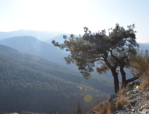 Why These Toasts with Tea are My New Favorite