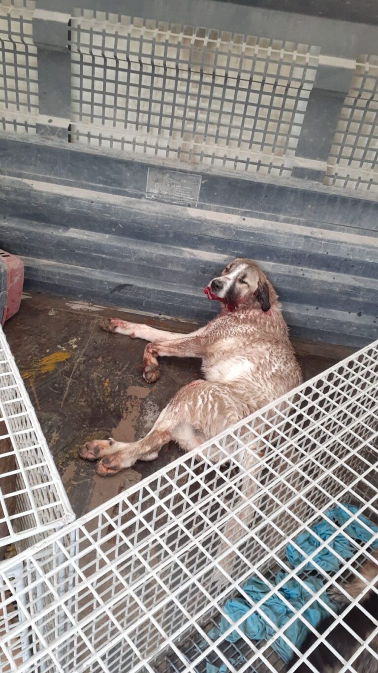 Belen Belediyesi Sokak Hayvanlarına Yardım Ekibi, Hizmete Başladı.